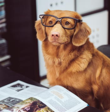 dog-reading